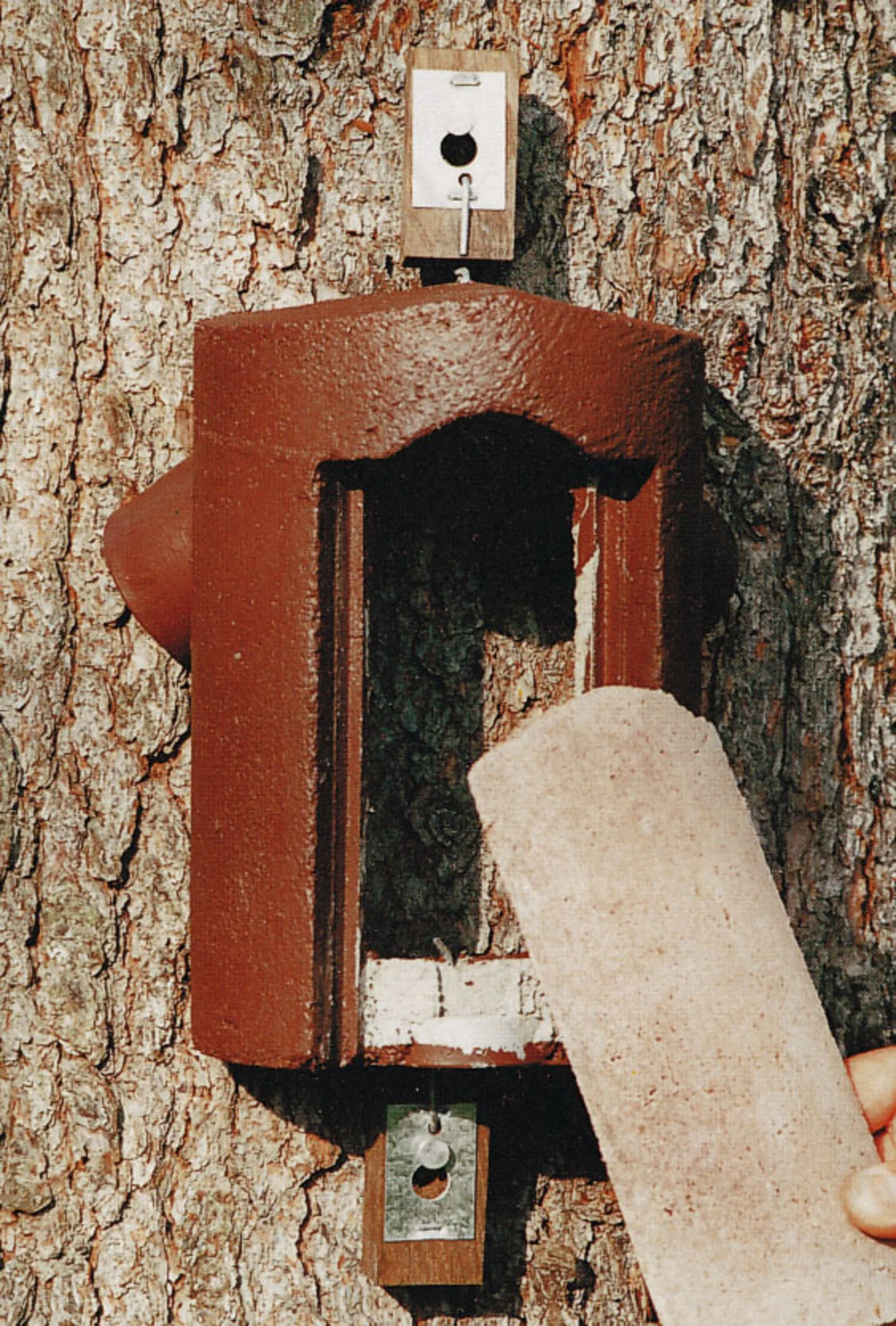 Baumläuferhöhle 2B